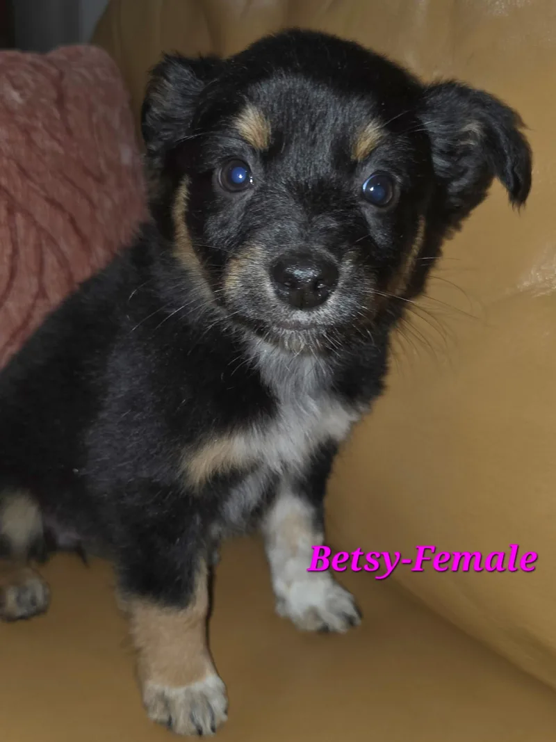 Bailey And Her Siblings thumbnail 2