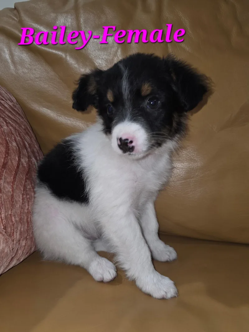 Bailey And Her Siblings thumbnail 3