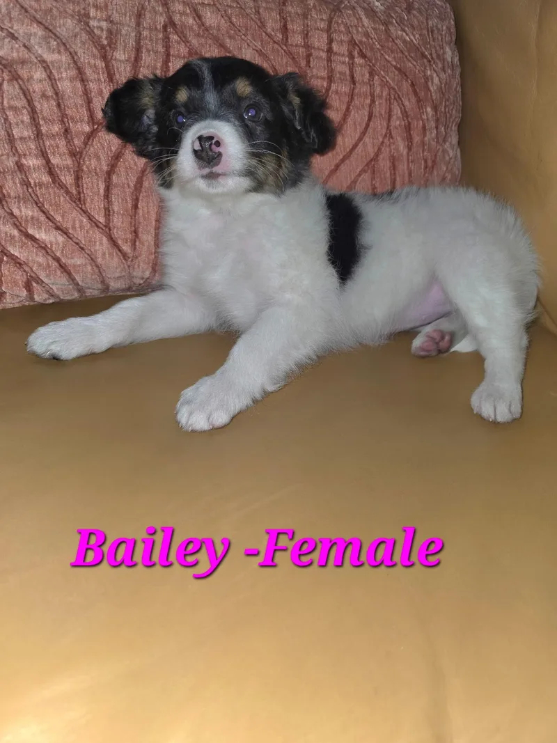 Bailey And Her Siblings thumbnail 4