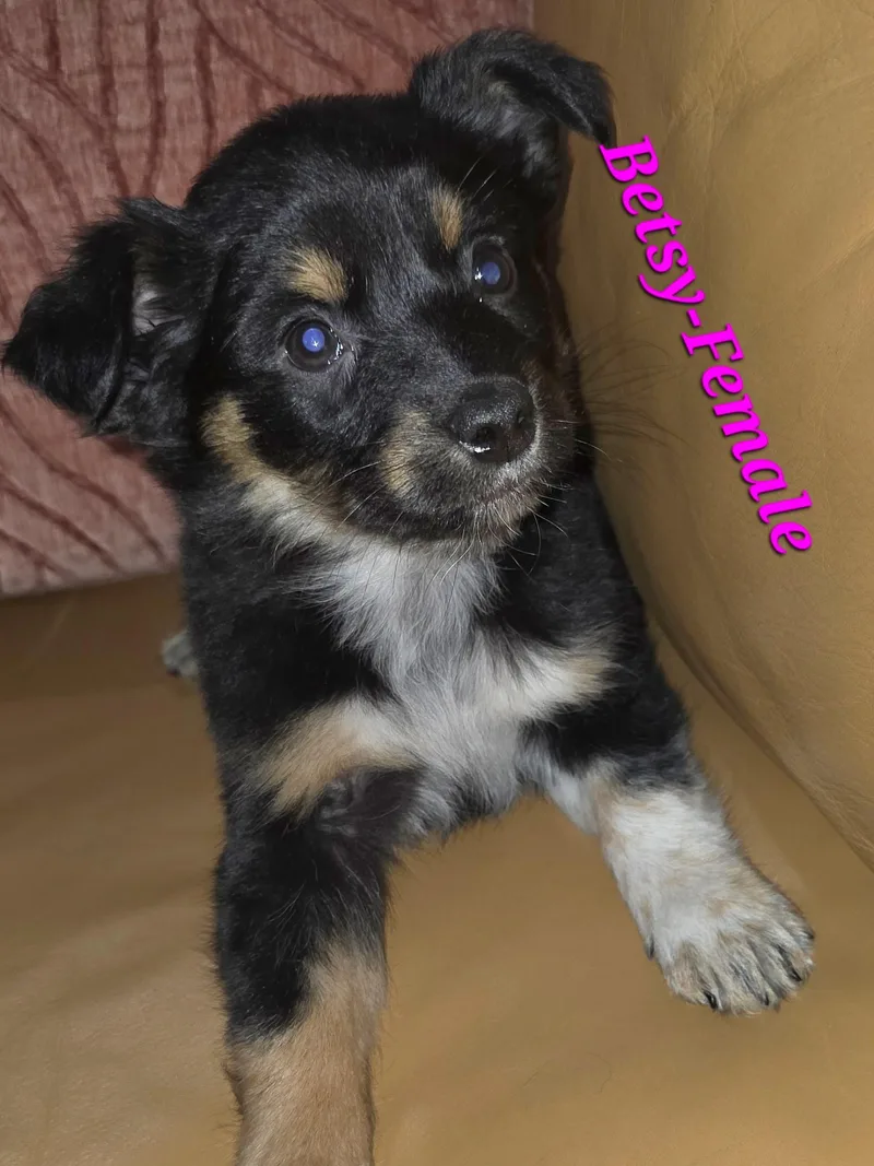 Bailey And Her Siblings thumbnail 6