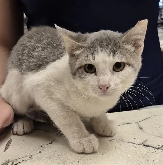 A young small-sized male Domestic Short Hair cat named Doodle for adoption in Lodi, CA