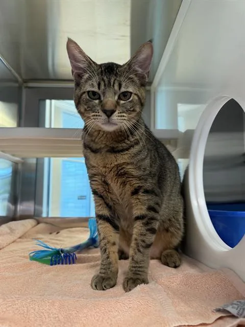 A young small-sized male Domestic Short Hair cat named Belly for adoption in Pearland, TX