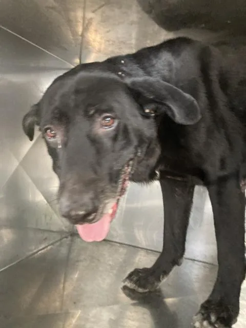 A senior large-sized male Mixed Breed dog named Shadow for adoption in Dallas, TX