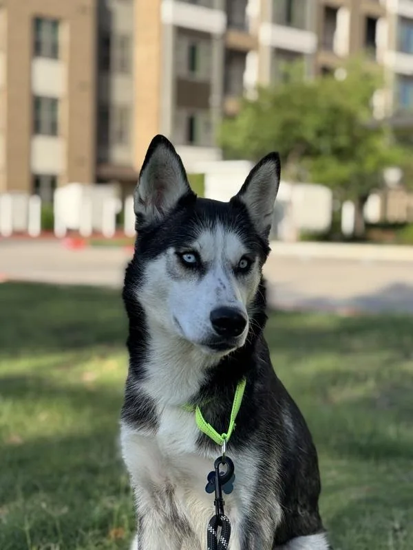 Kaia