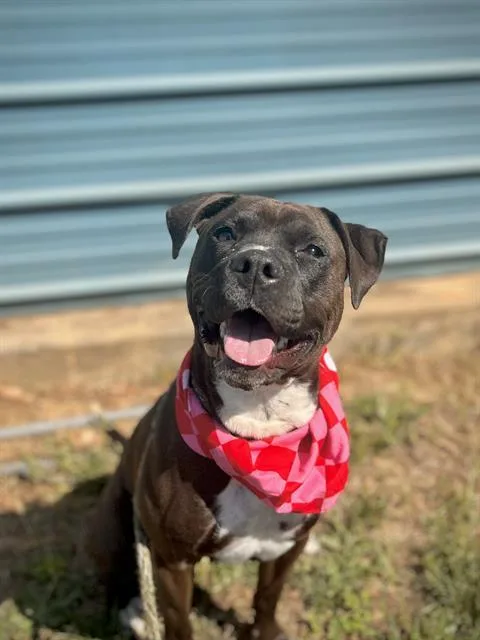 Kora