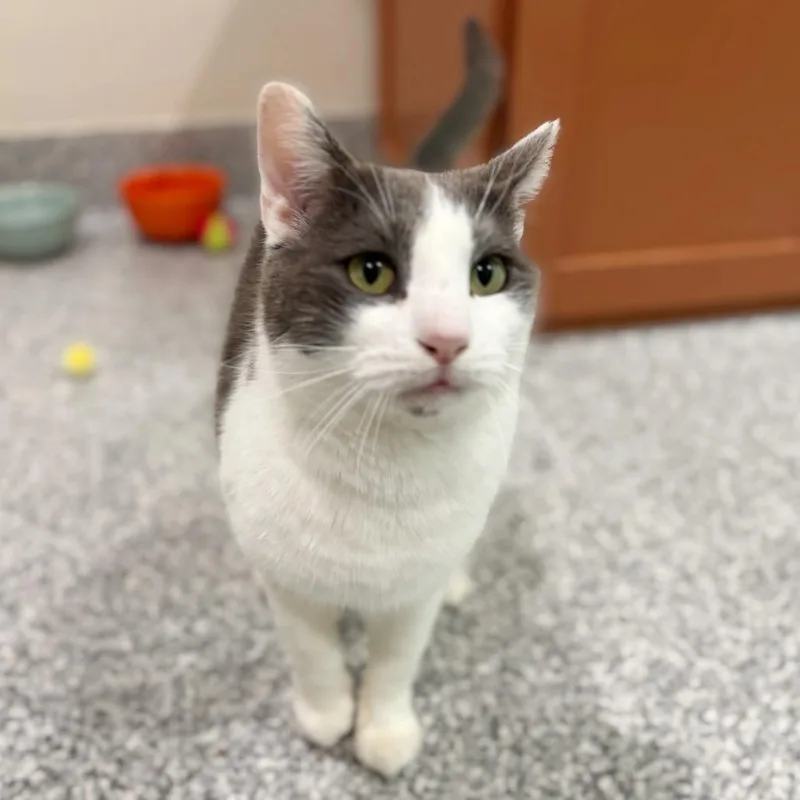 An adult large-sized male Domestic Short Hair cat named Solovino for adoption in Cumming, GA