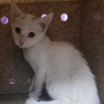 A baby small-sized female White Domestic Short Hair cat named Bank for adoption in Fort Collins, CO