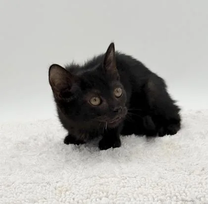 A baby small-sized male Domestic Short Hair cat named Chester for adoption in Bowling Green, KY