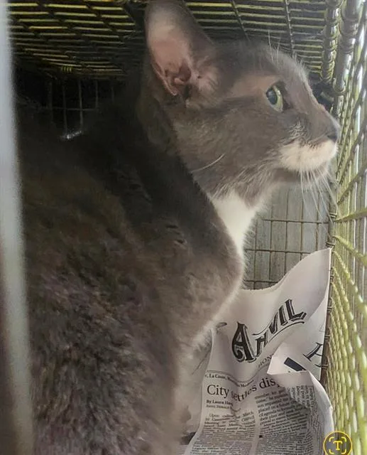 A senior medium-sized female Domestic Short Hair cat named Sara for adoption in San Antonio, TX