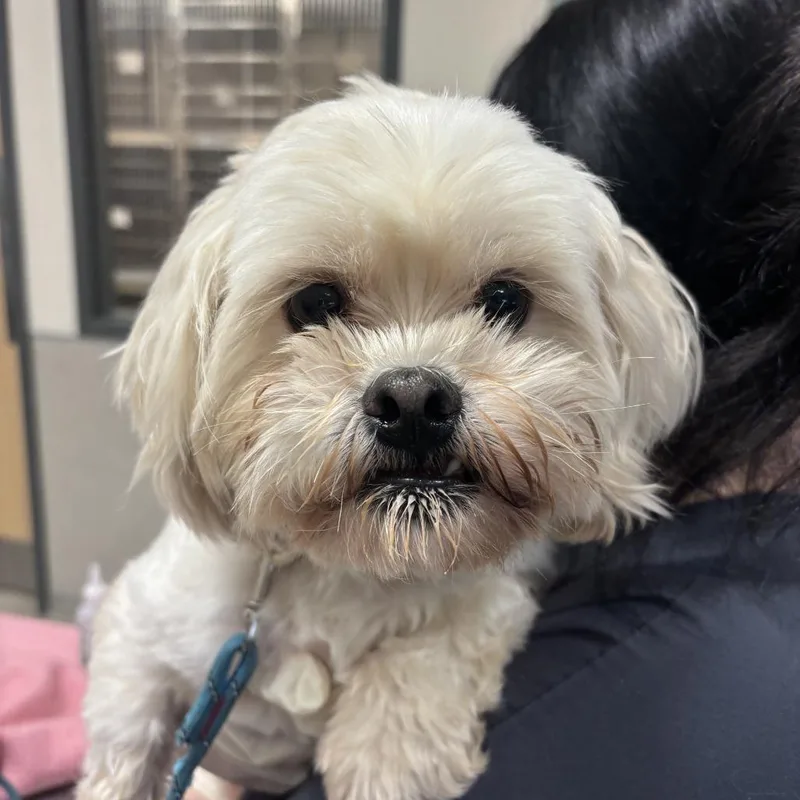 An adult small-sized male White / Cream Mixed Breed dog named Eggnog for adoption in Jacksonville, FL