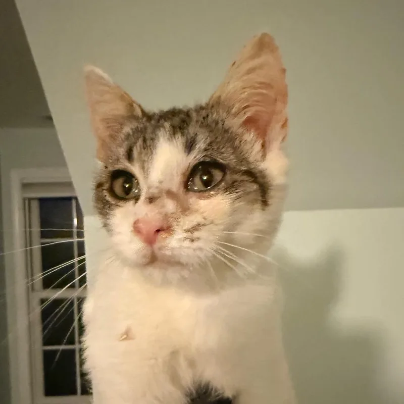 A baby small-sized male White Domestic Short Hair cat named William for adoption in Alexandria, VA
