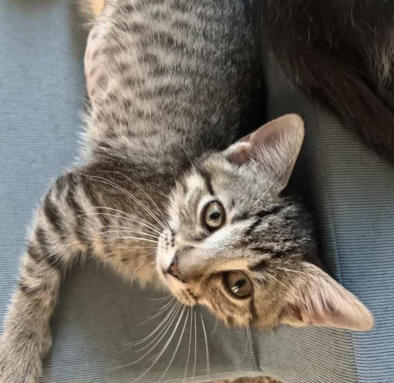 A baby medium-sized female Tabby (Buff / Tan / Fawn) Domestic Short Hair cat named Oakley for adoption in Cincinnati, OH