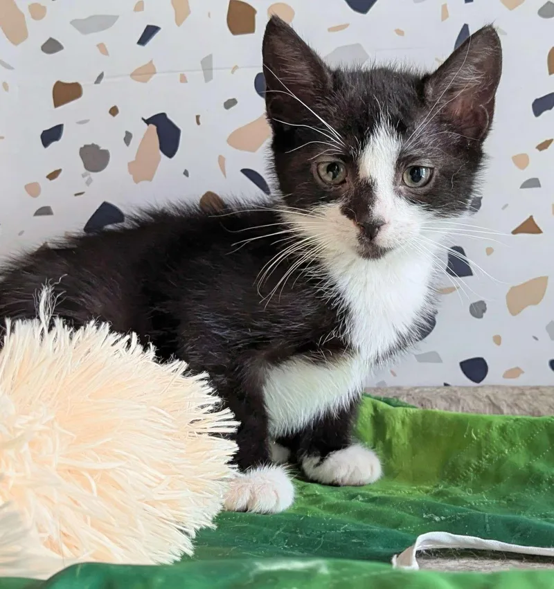 A baby small-sized male Domestic Short Hair cat named Moth for adoption in Seven Valleys, PA
