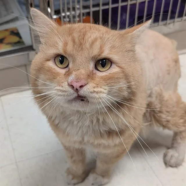 An adult medium-sized male Domestic Long Hair cat named Big Mac for adoption in Olivette, MO