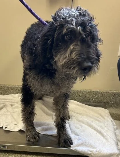 An adult large-sized male Standard Poodle dog named Sheldon for adoption in Kansas City, MO