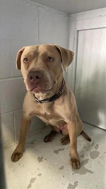A young large-sized female Pit Bull Terrier dog named Clover for adoption in Sacramento, CA