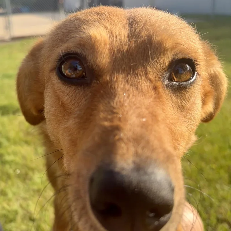 An adult medium-sized female Apricot / Beige Mixed Breed dog named Toast for adoption in Pekin, IL