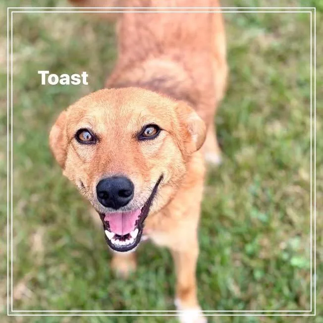 Toast thumbnail 6
