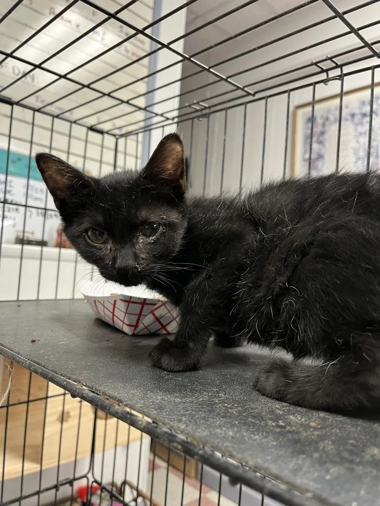 A young medium-sized male Domestic Medium Hair cat named Robby for adoption in Ontario, CA