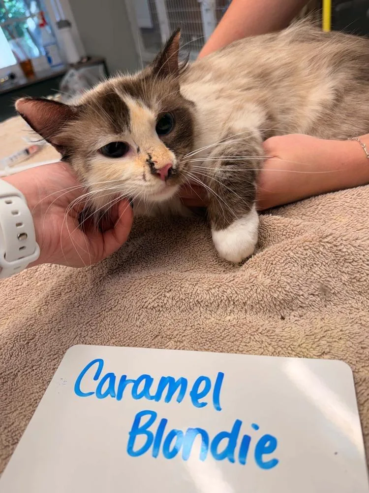 An adult medium-sized female Black & White / Tuxedo Domestic Medium Hair cat named Caramel Blondie for adoption in Vancouver, WA