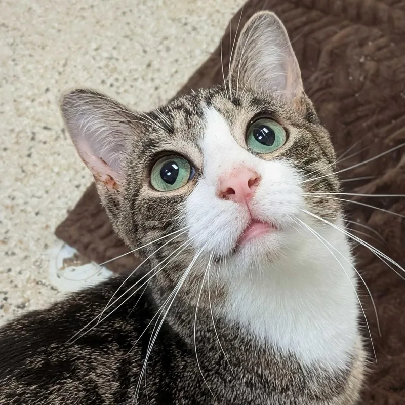 A young medium-sized male Brown / Chocolate Domestic Short Hair cat named Willy for adoption in Marysville, OH