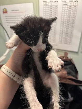 A baby medium-sized male Domestic Short Hair cat named Baxter for adoption in Picayune, MS