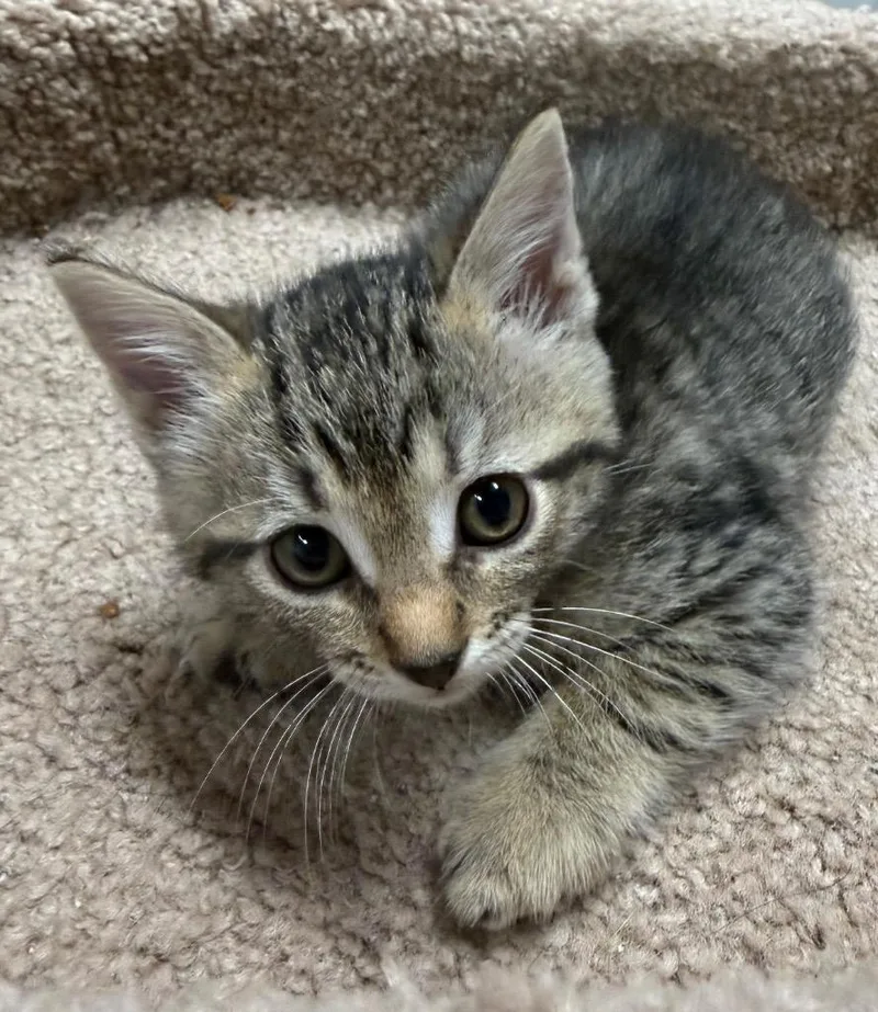 A baby small-sized male Domestic Short Hair cat named Sheriff for adoption in Newnan, GA