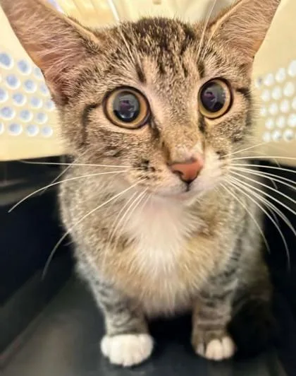 An adult medium-sized female Domestic Short Hair cat named Oopsie for adoption in Lampasas, TX