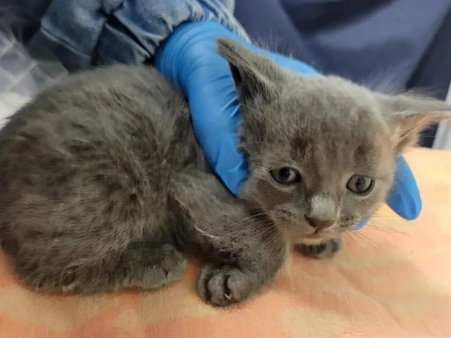 A baby small-sized female Domestic Short Hair cat named Maeve for adoption in Palo Alto, CA