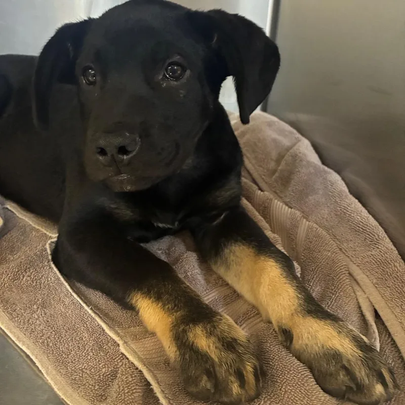 A baby small-sized male Shepherd dog named Pluto for adoption in Santa Barbara, CA