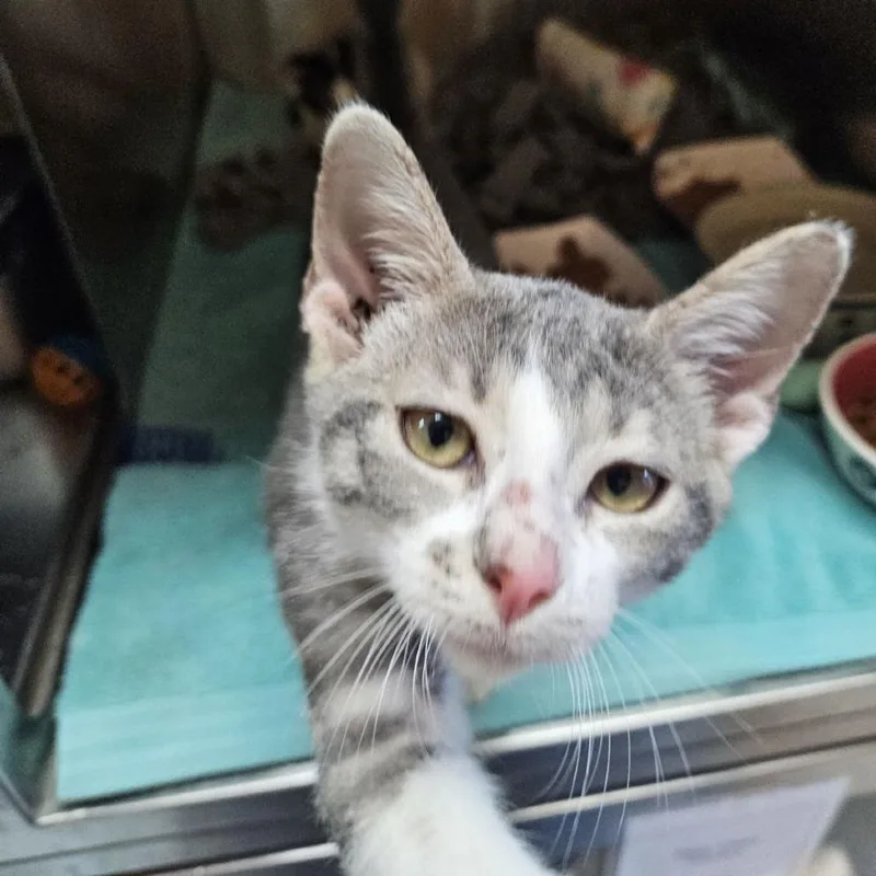 A baby small-sized male Domestic Short Hair cat named Tarzan for adoption in Austin, TX