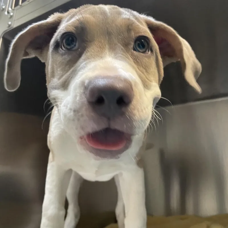 A baby medium-sized female White / Cream Pit Bull Terrier dog named Name Unknown for adoption in Pasadena, CA