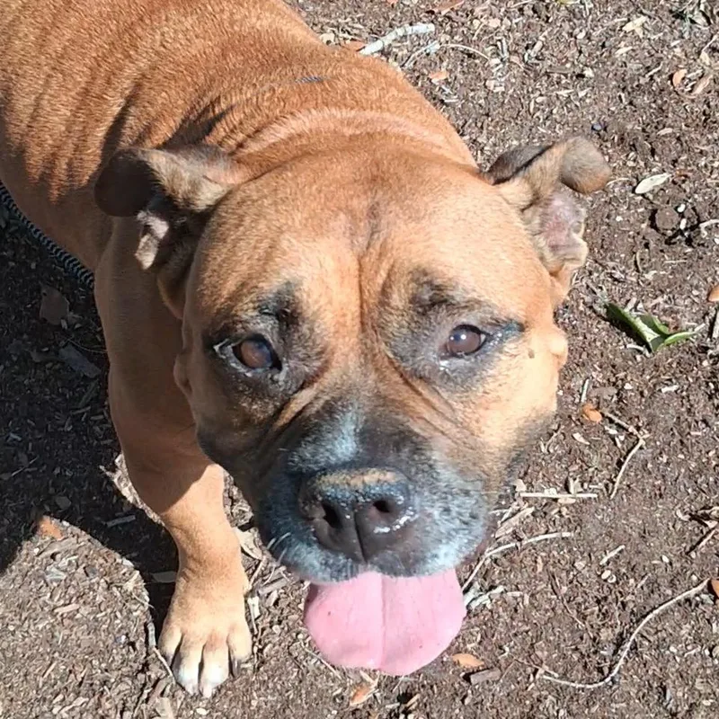 An adult large-sized female Brown / Chocolate Mixed Breed dog named Thumbelina for adoption in West Palm Beach, FL
