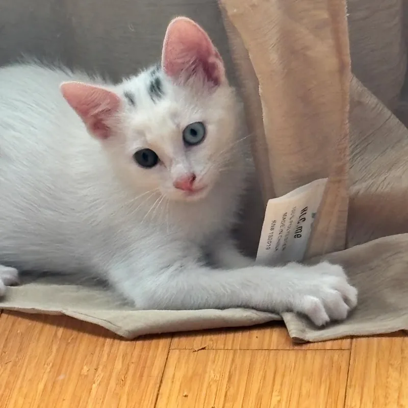 A baby medium-sized male Domestic Short Hair cat named Orion for adoption in Alvin, TX