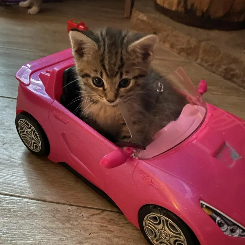 A baby medium-sized female Tabby (Brown / Chocolate) Domestic Short Hair cat named Maci for adoption in Johnson City, TN