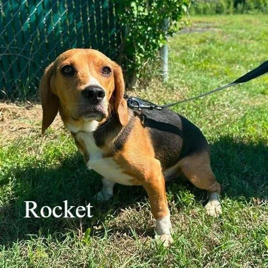 A young medium-sized male Tricolor (Brown, Black, & White) Beagle dog named Rocket for adoption in Woodbridge, VA