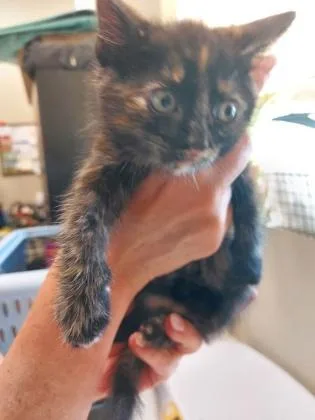 A baby small-sized female Domestic Short Hair cat named Portia for adoption in Fishers, IN