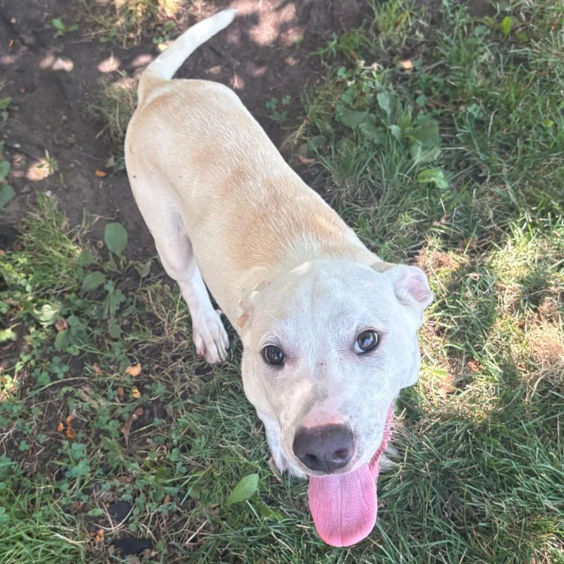 A baby small-sized male White / Cream Mixed Breed dog named Zeppole for adoption in East Hanover, NJ