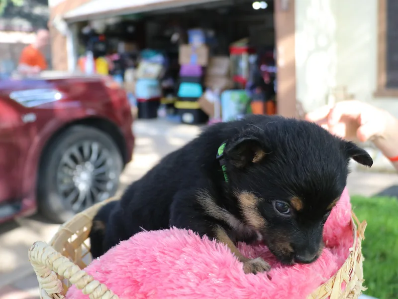 A baby medium-sized female Tricolor (Brown, Black, & White) Mixed Breed dog named Serene for adoption in Pflugerville, TX