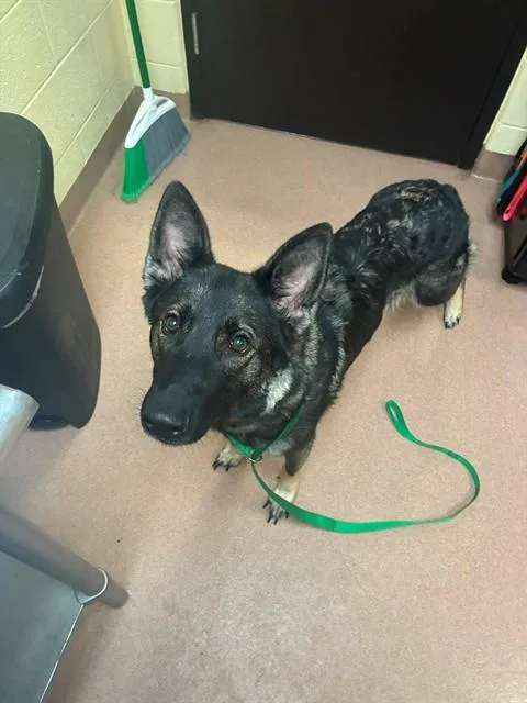 A young medium-sized female German Shepherd Dog dog named Katana for adoption in Cookeville, TN