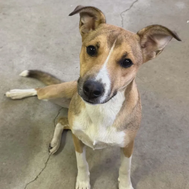 A young medium-sized male Golden Terrier dog named Ranger for adoption in Sparta, WI