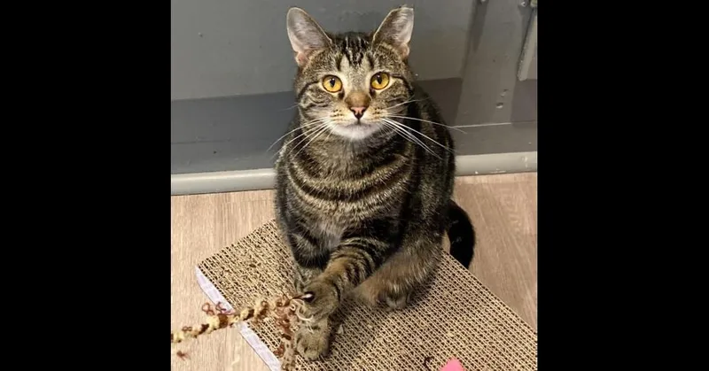 Ladybird thumbnail 4