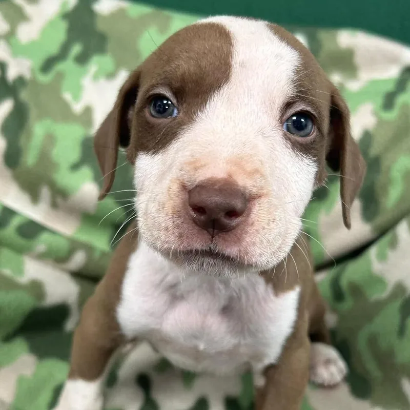 A baby medium-sized male Brown / Chocolate Pit Bull Terrier dog named Julius for adoption in Durham, NC