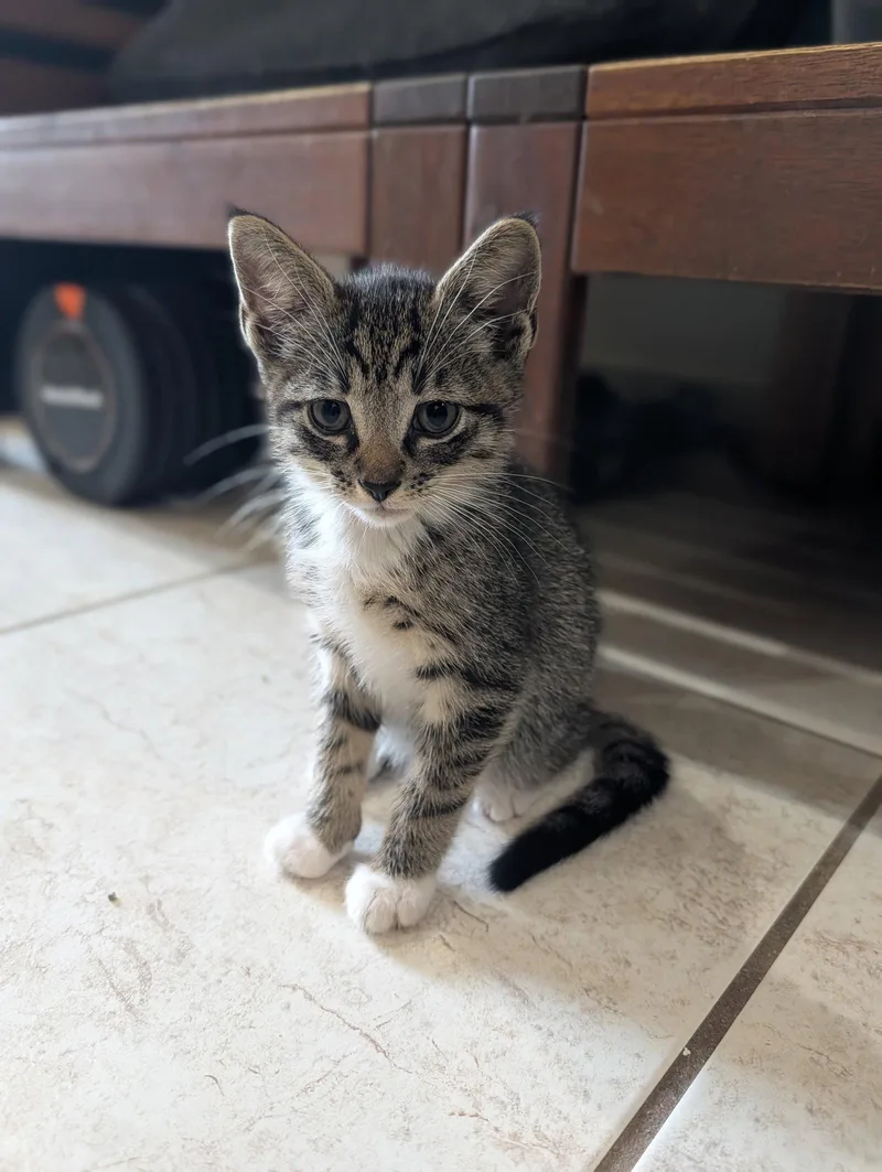 A baby small-sized male Domestic Short Hair cat named Chandler for adoption in Orlando, FL