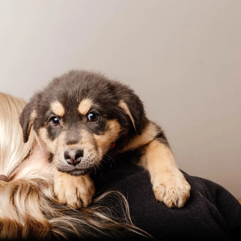 Piglet D thumbnail 4