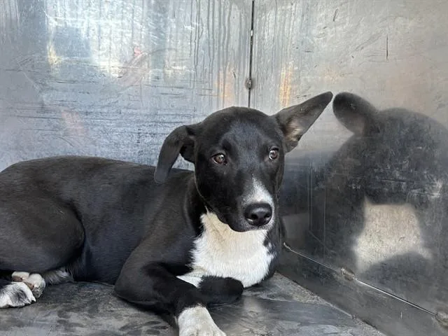 A baby small-sized male White / Cream Pit Bull Terrier dog named Roo  URGENT for adoption in Thousand Oaks, CA