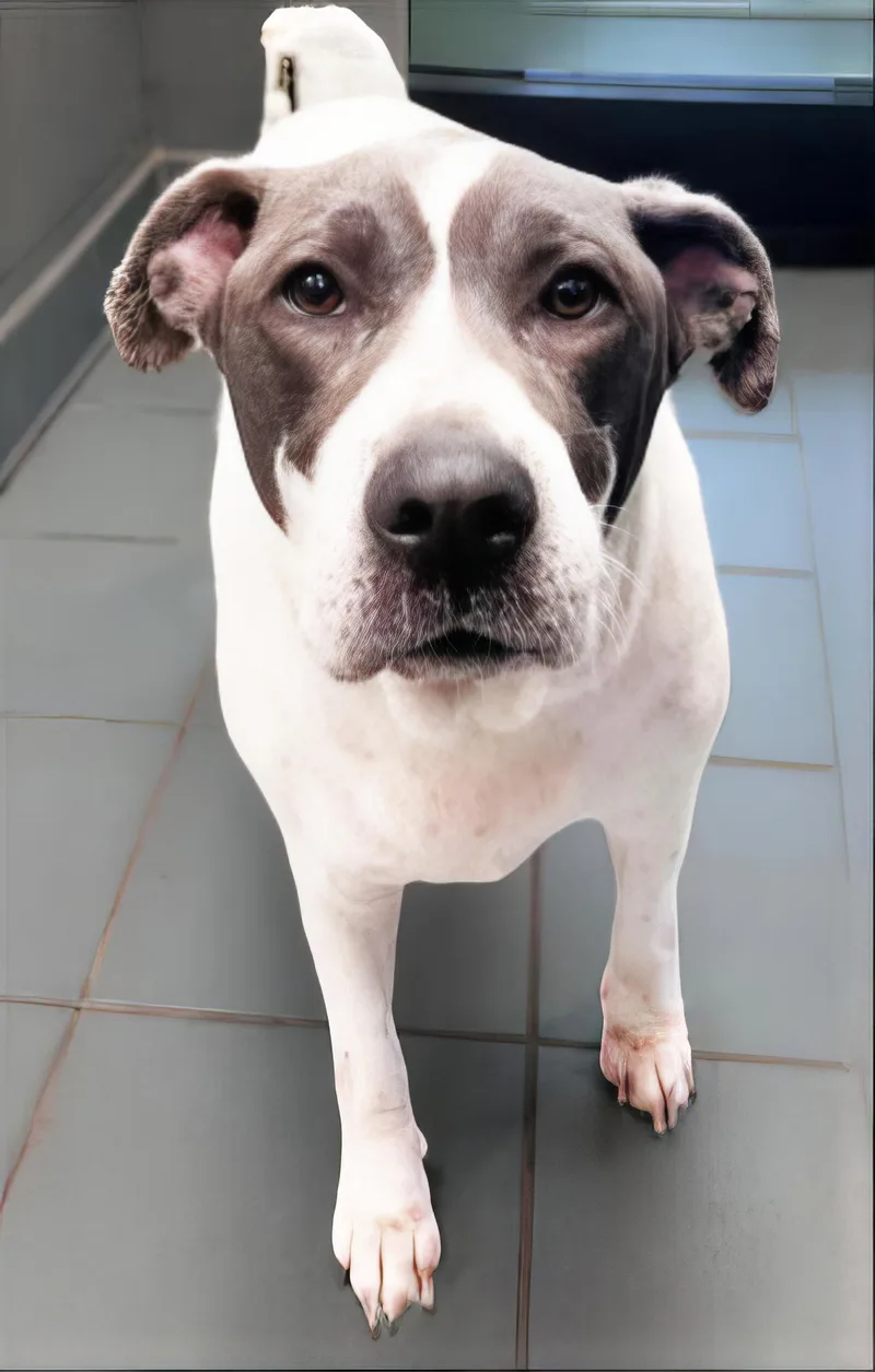 A senior large-sized female Black Mixed Breed dog named Dizzy for adoption in Nashville, TN