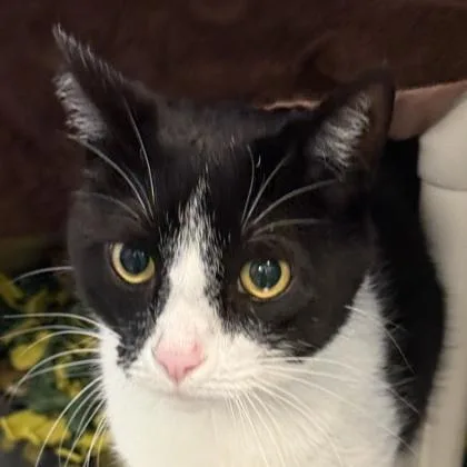 An adult medium-sized male Black & White / Tuxedo Domestic Short Hair cat named Quigon for adoption in Lansing, MI