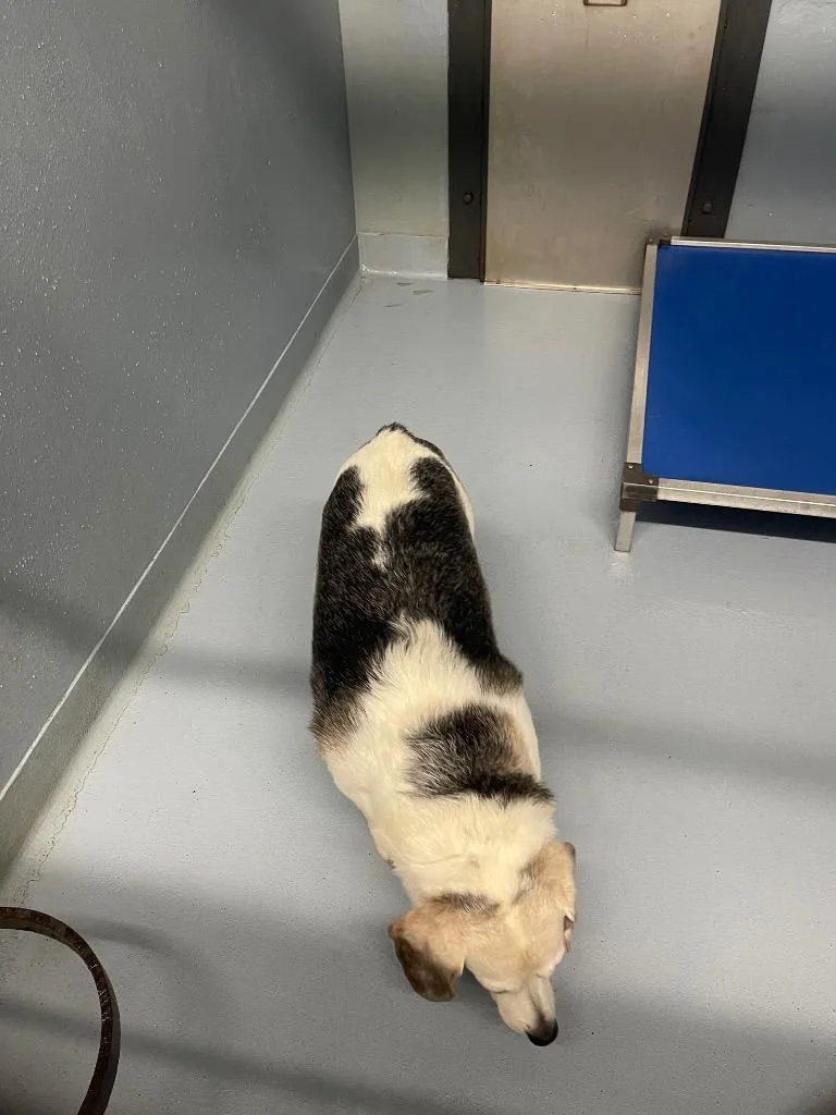 An adult large-sized male Mixed Breed dog named Hubert for adoption in Cartersville , GA