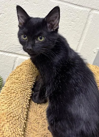 A baby small-sized female Domestic Short Hair cat named Libra for adoption in Cumming, GA